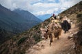 SagarmÃÂthÃÂ National Park, Nepal - October 20, 2019: Caravan of long-haired domestic Yaks going following by nepalese local